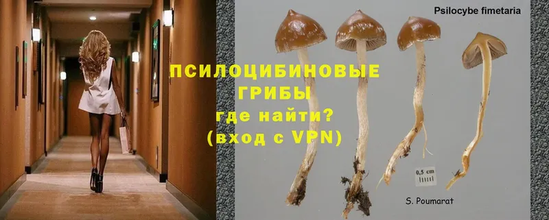 Галлюциногенные грибы Psilocybine cubensis  Ивангород 